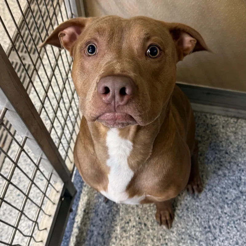 Hank Williams thumbnail 2