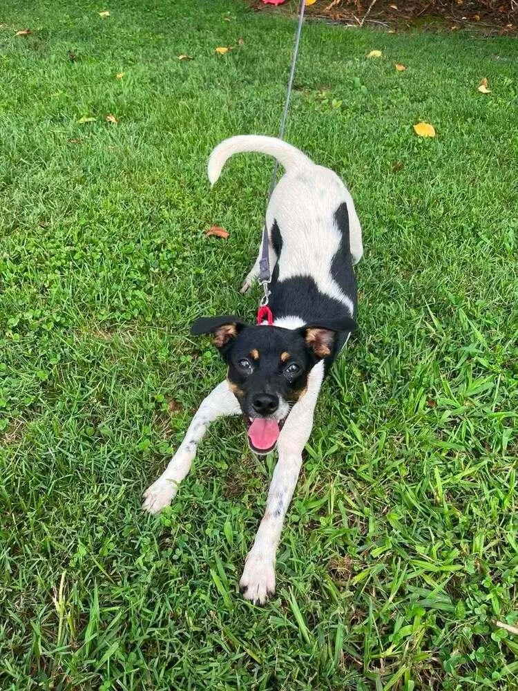 A baby medium-sized male Terrier dog named Jack for adoption in Candler, NC