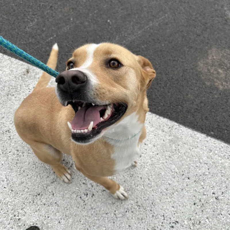 An adult medium-sized male Yellow / Tan / Blond / Fawn Terrier dog named Waylon for adoption in Reeds Spring, MO