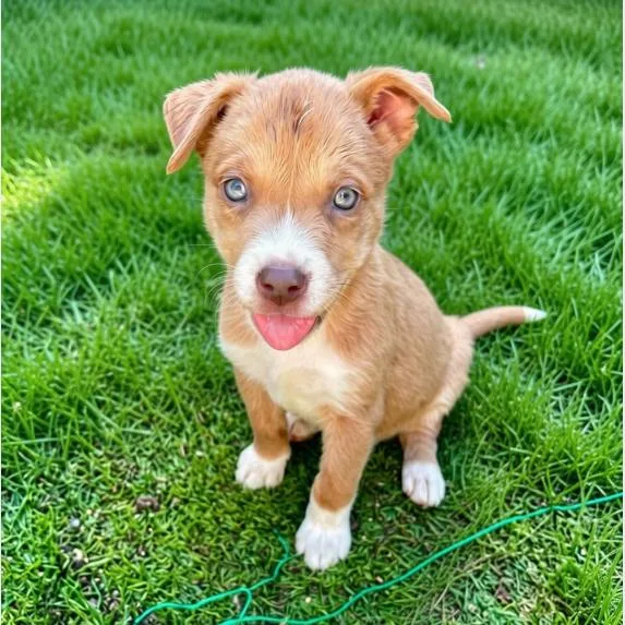 A baby small-sized male Yellow / Tan / Blond / Fawn Mixed Breed dog named Manny for adoption in Hemet, CA