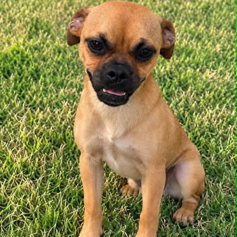 A young small-sized male Brown / Chocolate Pug dog named Beans for adoption in Bastrop, TX