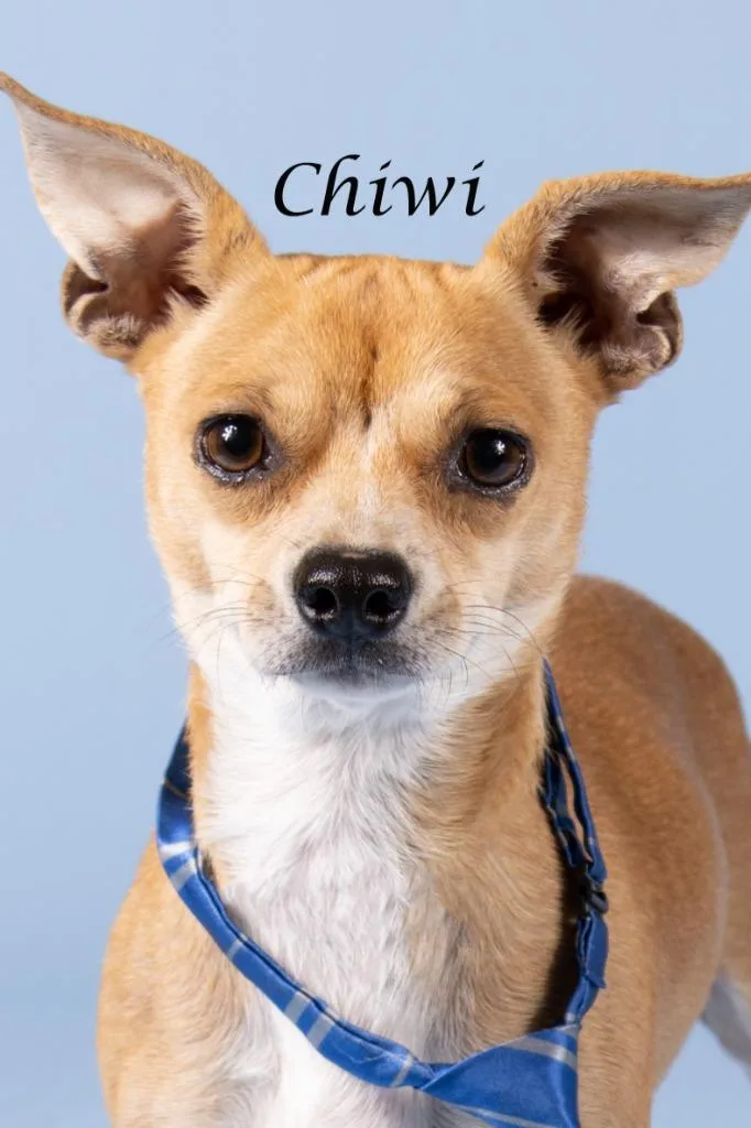 An adult small-sized male Chihuahua dog named Chiwi for adoption in Gilbert, AZ