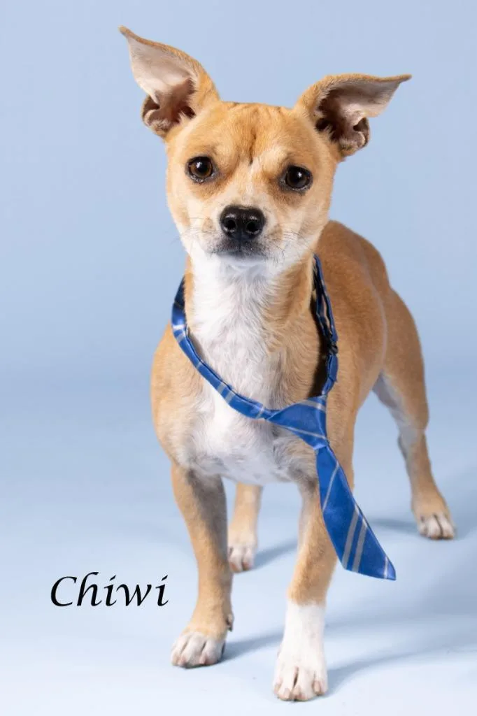 Chiwi thumbnail 2