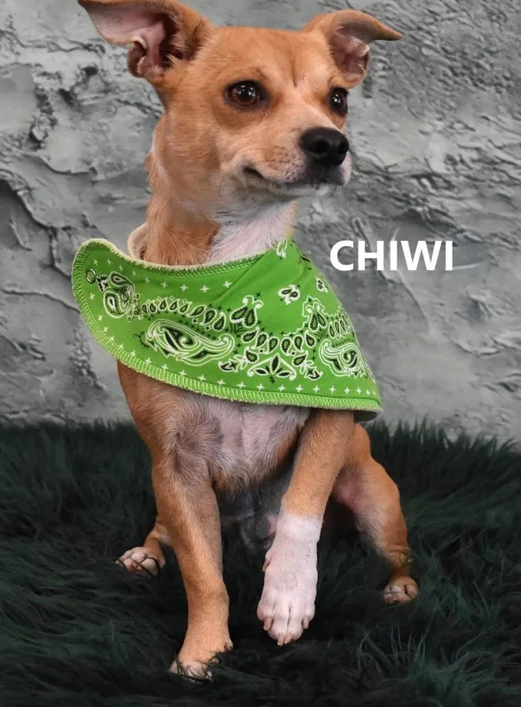 Chiwi thumbnail 3