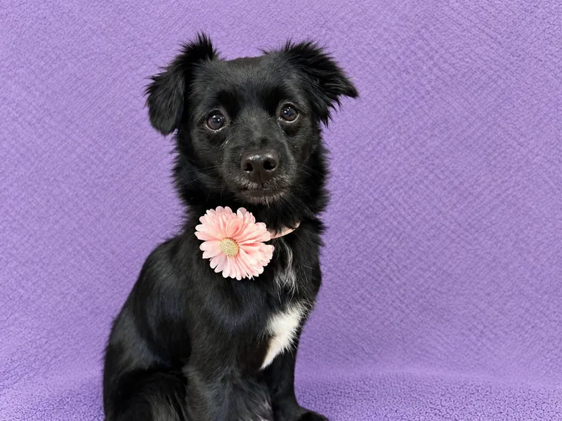 A young small-sized female Chihuahua dog named Maggie for adoption in Lodi, CA