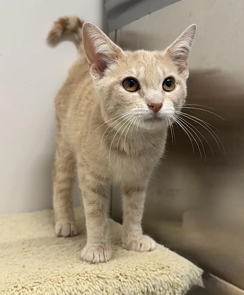 A young medium-sized male Buff / Tan / Fawn Domestic Short Hair cat named Bomber for adoption in Kearneysville, WV