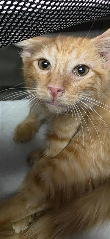 A baby small-sized male Domestic Short Hair cat named 61474822 for adoption in El Paso, TX