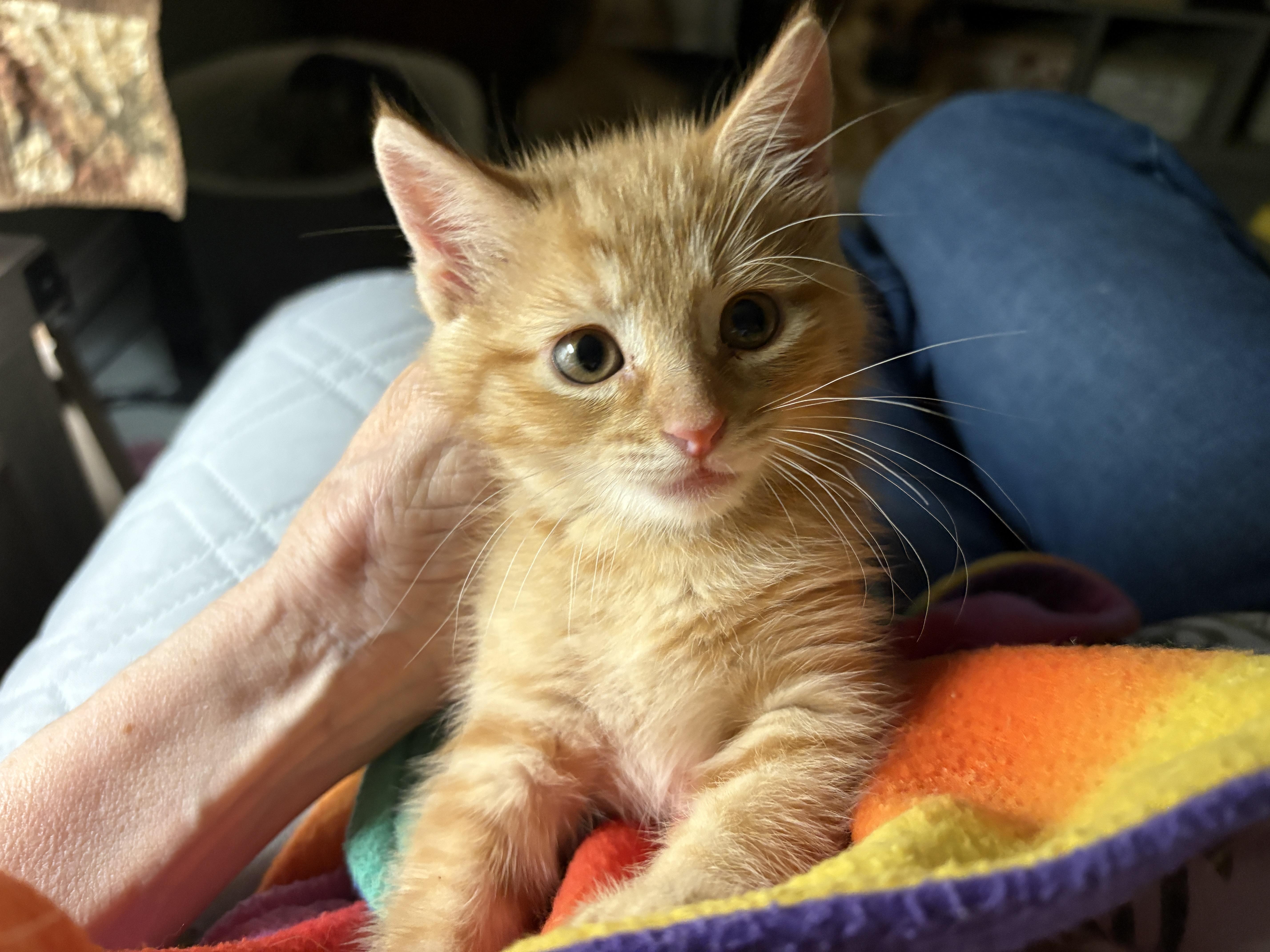 A baby medium-sized male Tabby (Orange / Red) Domestic Short Hair cat named Theodore for adoption in Fort Worth, TX