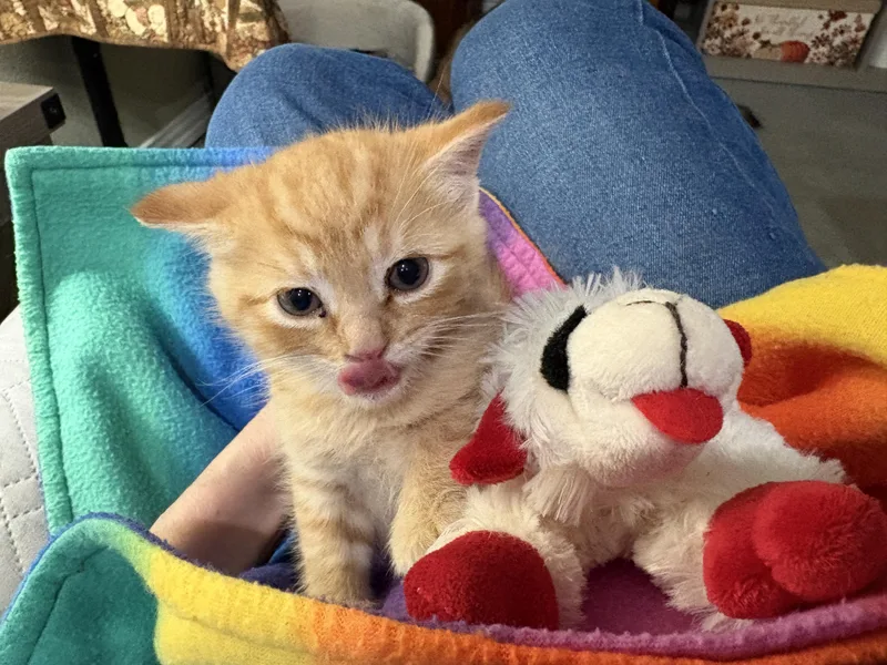 Theodore thumbnail 2