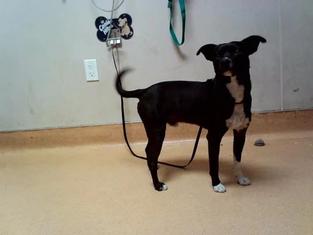 A young medium-sized male Terrier dog named Derby for adoption in Martinez, CA