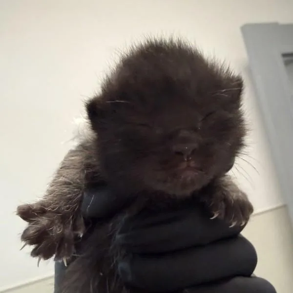 A baby small-sized female Domestic Short Hair cat named Lucy for adoption in San Diego, CA