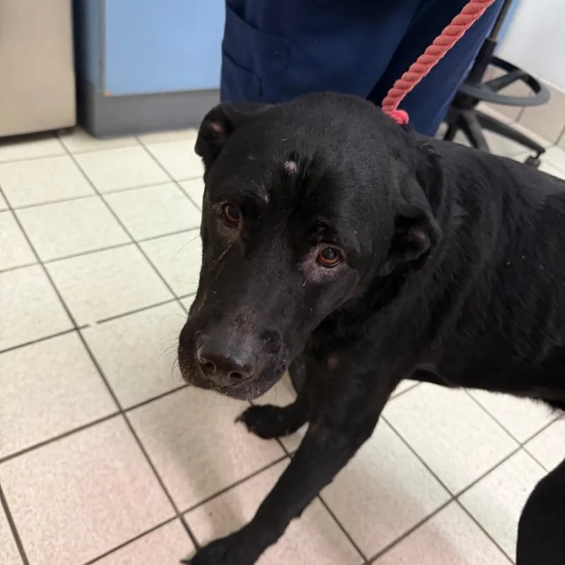 A senior medium-sized male Black Mixed Breed dog named Jack for adoption in Charleston, WV