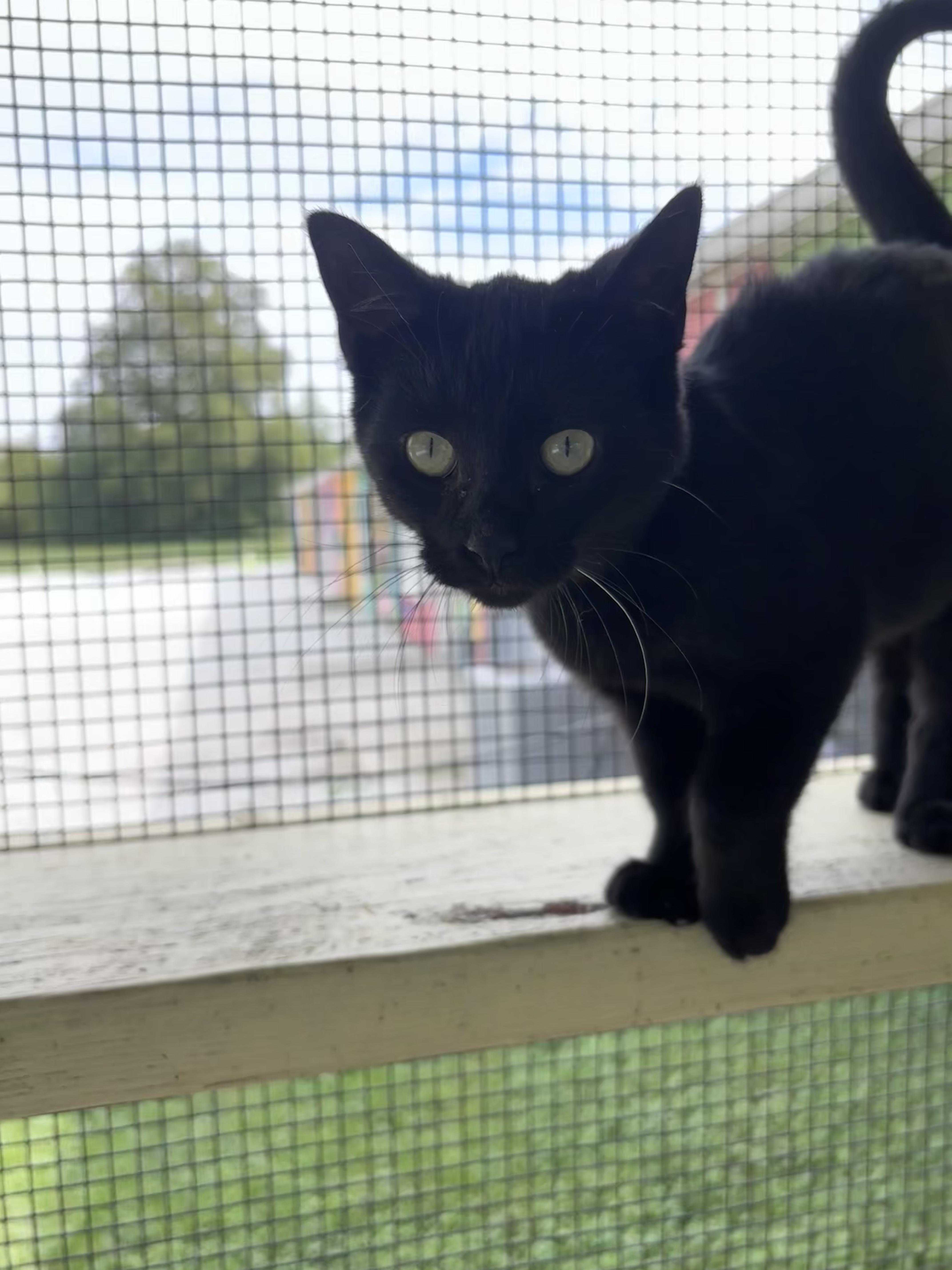 A young small-sized male Domestic Short Hair cat named Bruce for adoption in Franklin, IN