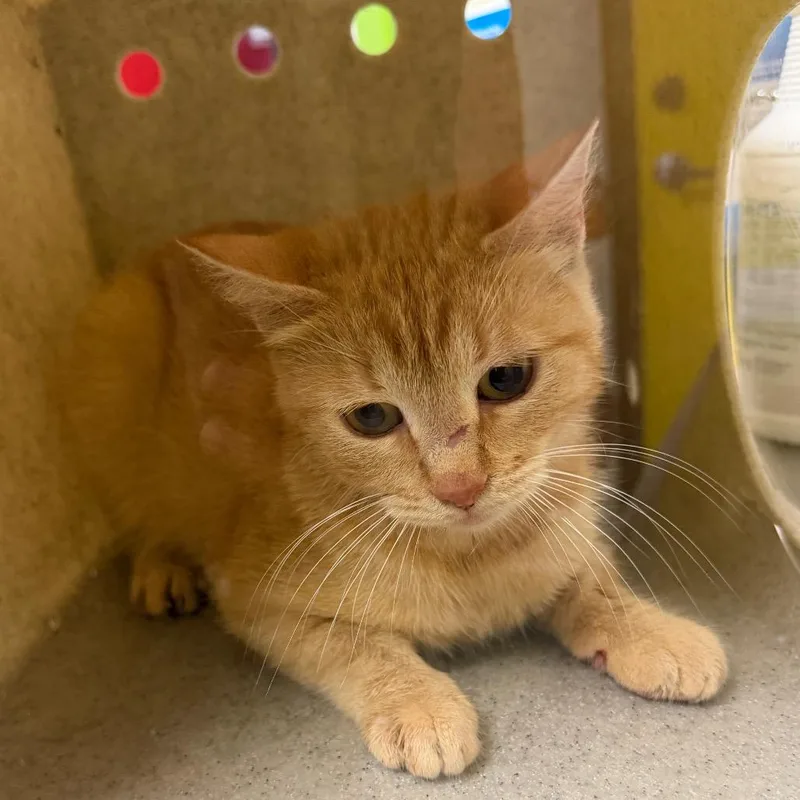 A young medium-sized female Orange / Red Domestic Short Hair cat named Coral for adoption in Bryan, TX