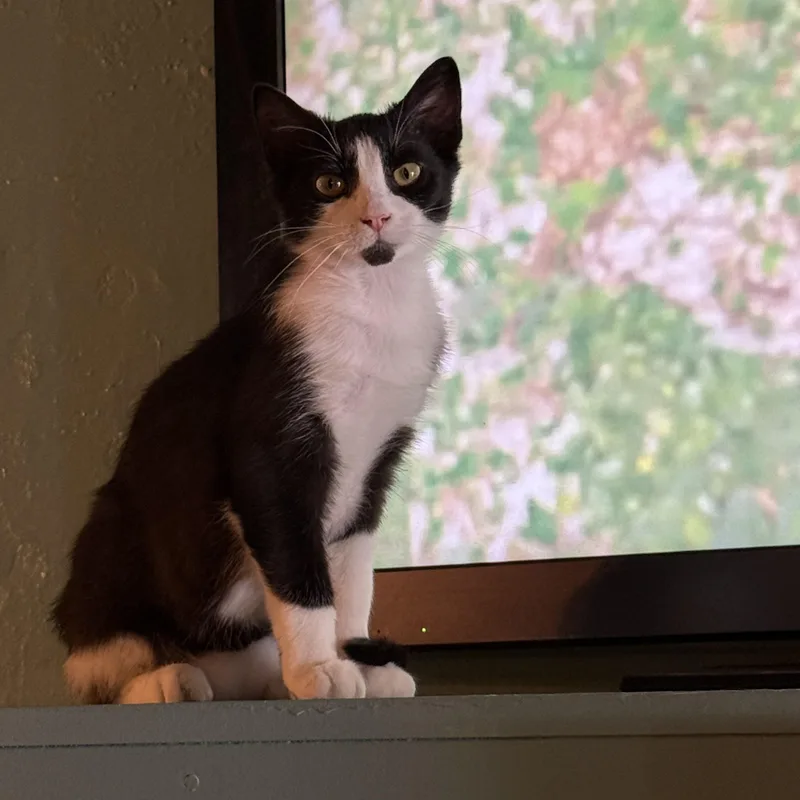A young small-sized male Domestic Medium Hair cat named Binnie for adoption in Whitewater, WI