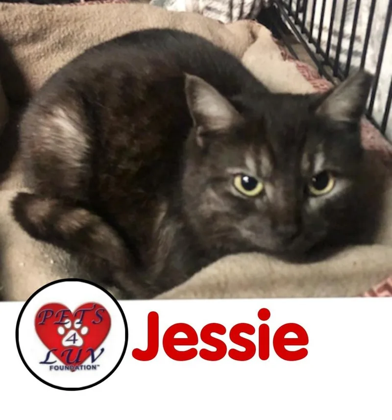 Jessie Mineola thumbnail 5