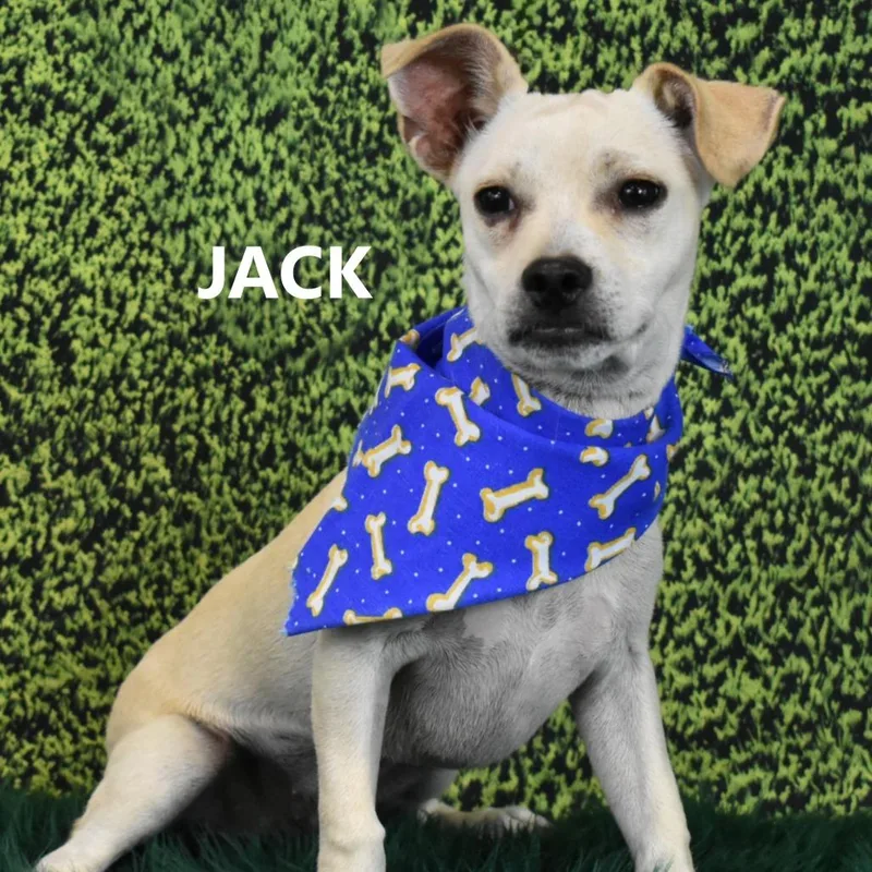 Jack
