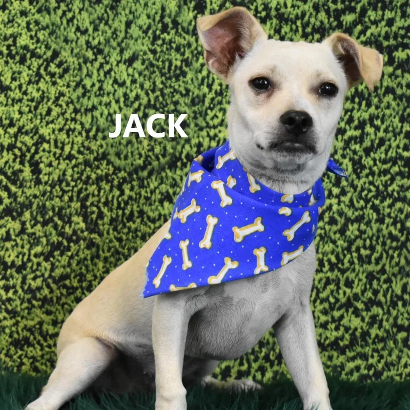 Jack thumbnail 2