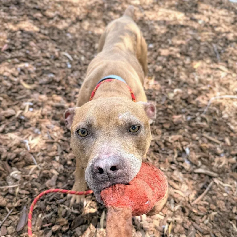 A young large-sized female Pit Bull Terrier dog named Lila for adoption in Oakland, CA