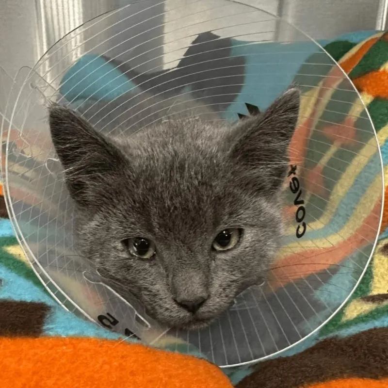 A young medium-sized female Gray / Blue / Silver Domestic Short Hair cat named Minx for adoption in Eau Claire, WI