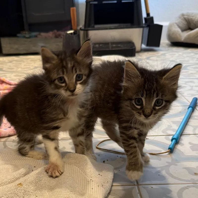 A baby small-sized male Brown / Chocolate Domestic Medium Hair cat named Syrup for adoption in Missouri City, TX