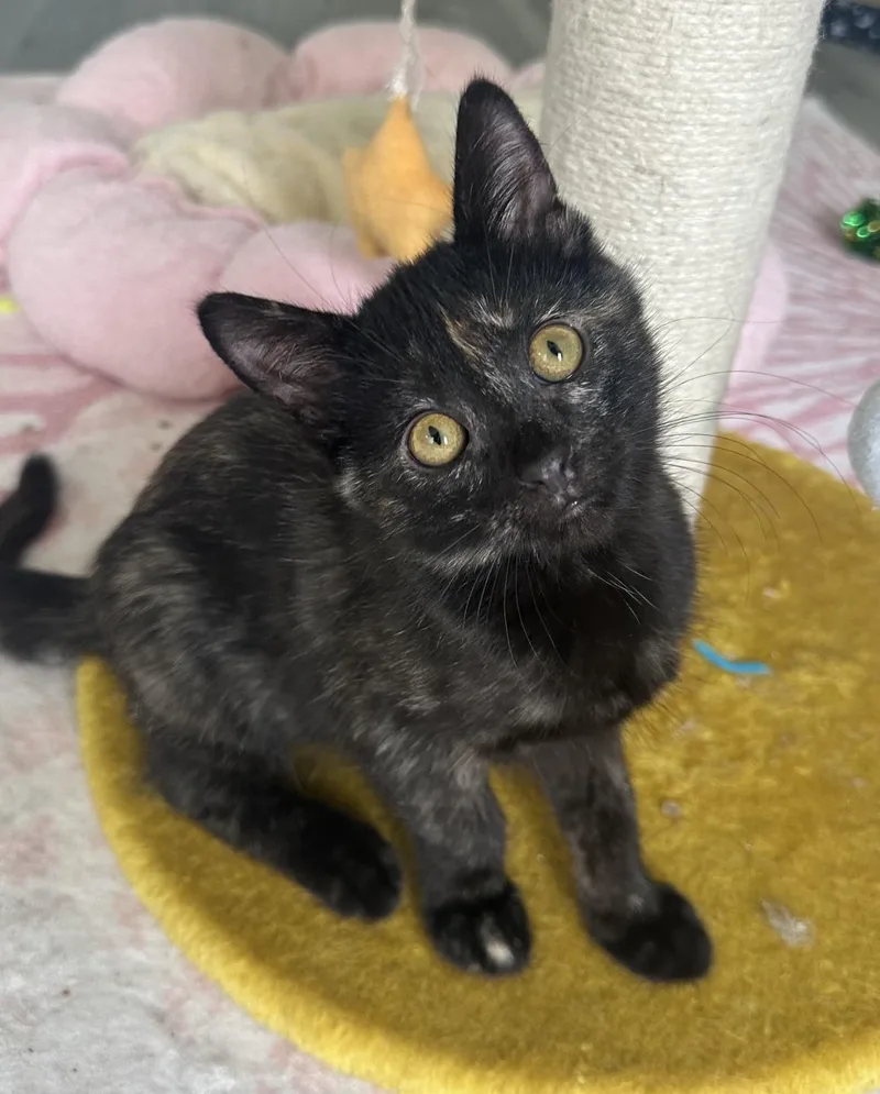 A baby small-sized female Domestic Short Hair cat named Sesame for adoption in Carlsbad, CA