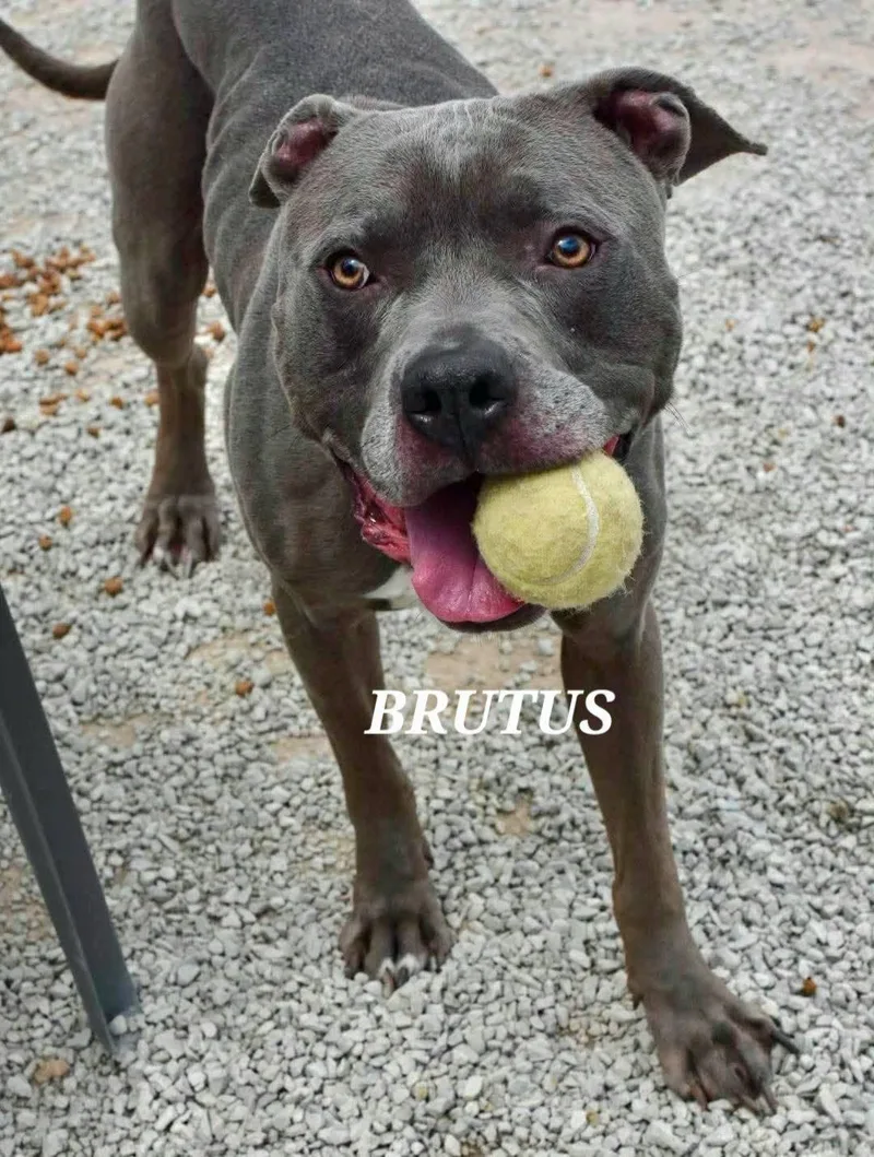 Brutus thumbnail 4