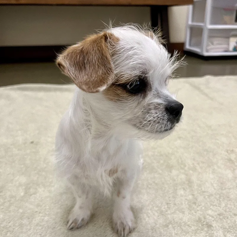 A baby small-sized male Terrier dog named Dandy The Puppy! for adoption in Burlingame, CA