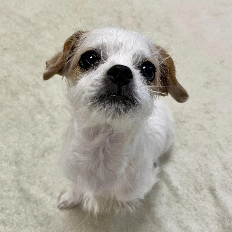 Dandy The Puppy! thumbnail 2