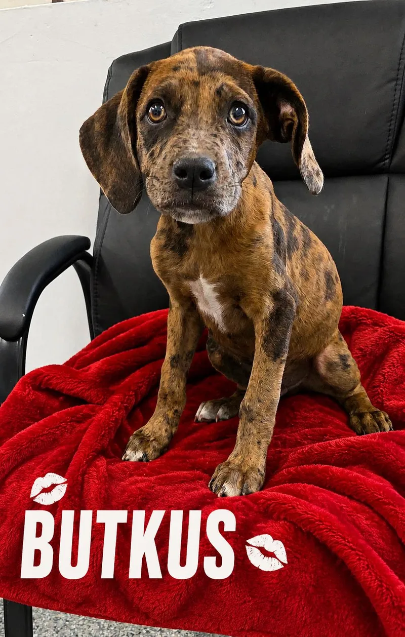 A baby medium-sized male Merle (Red) Boxer dog named Butkus for adoption in Momence, IL