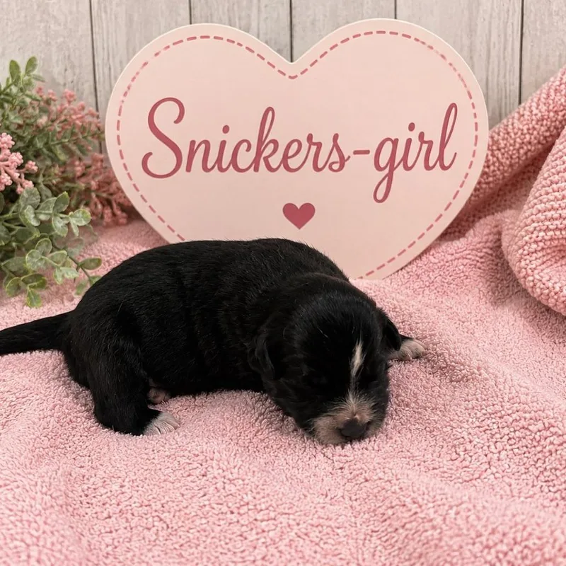 Snickers thumbnail 2