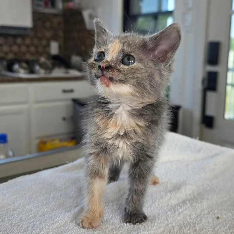 A baby small-sized female Gray / Blue / Silver Domestic Short Hair cat named Applejack for adoption in Chapel Hill, NC