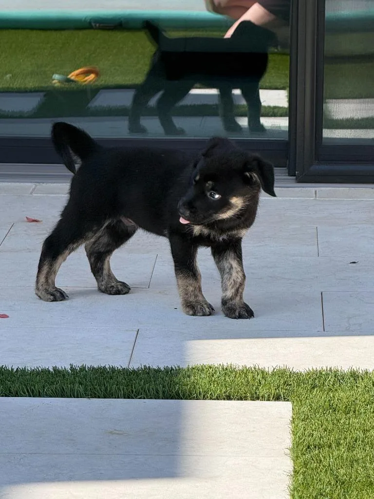 A baby large-sized male Shepherd dog named Curse for adoption in Phoenix, AZ
