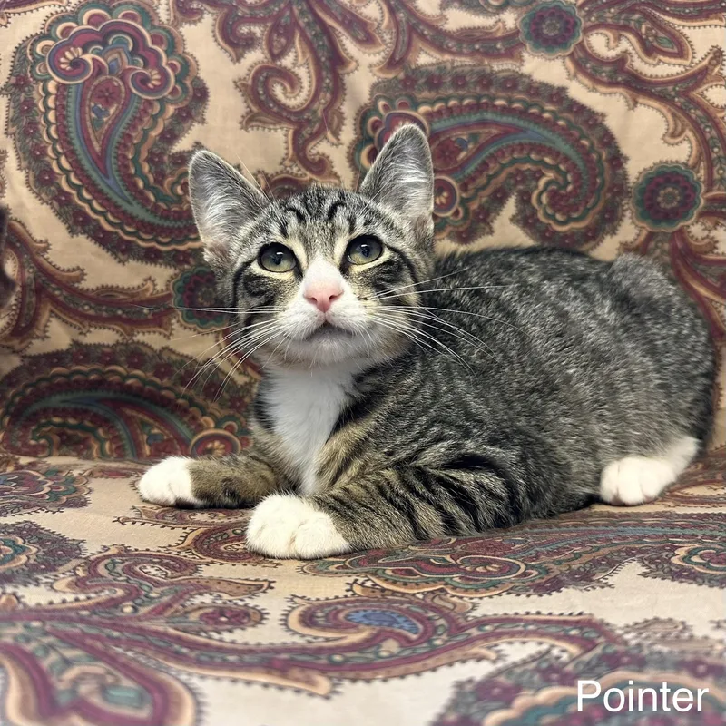 A young medium-sized male Tabby (Gray / Blue / Silver) Domestic Short Hair cat named Pointer  Phalanges Litter for adoption in East Northport, NY