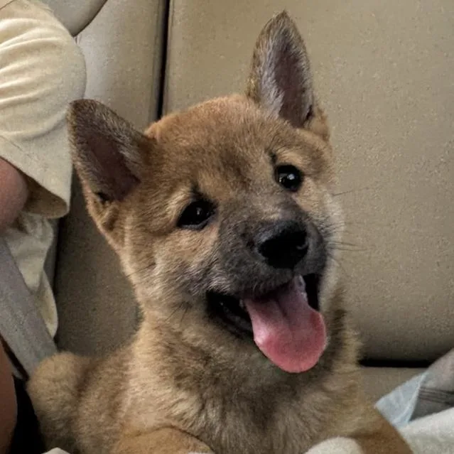 A baby small-sized female Shiba Inu dog named Tiki for adoption in Toledo, OH