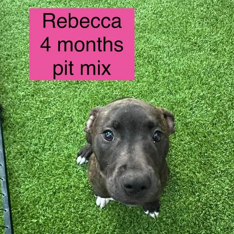 Rebecca thumbnail 3