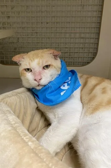 An adult medium-sized male Domestic Short Hair cat named Pumpkin for adoption in Miami, FL