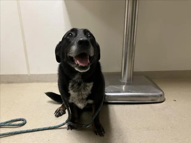 A senior large-sized female Labrador Retriever dog named Nala for adoption in Chapel Hill, NC