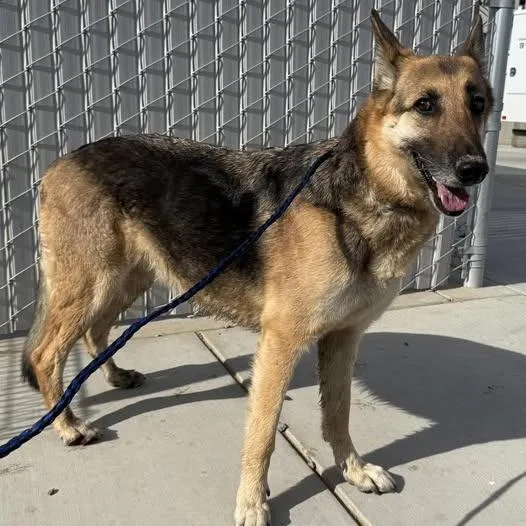 An adult small-sized female Black German Shepherd Dog dog named 26-465 for adoption in Los Banos, CA