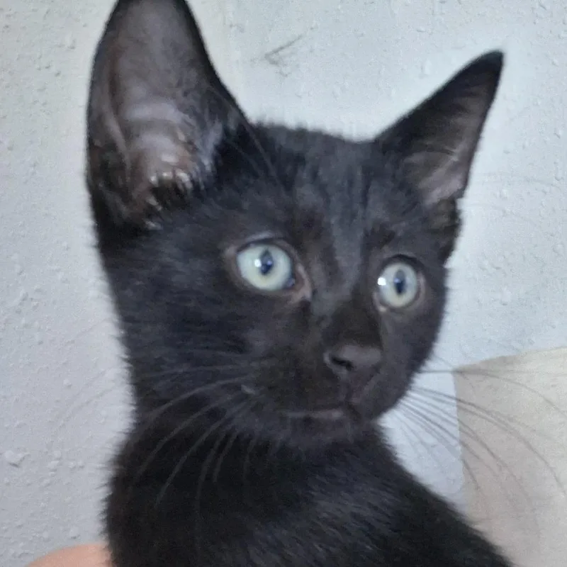 A baby small-sized male Black Domestic Short Hair cat named Bear for adoption in Evansville, IN