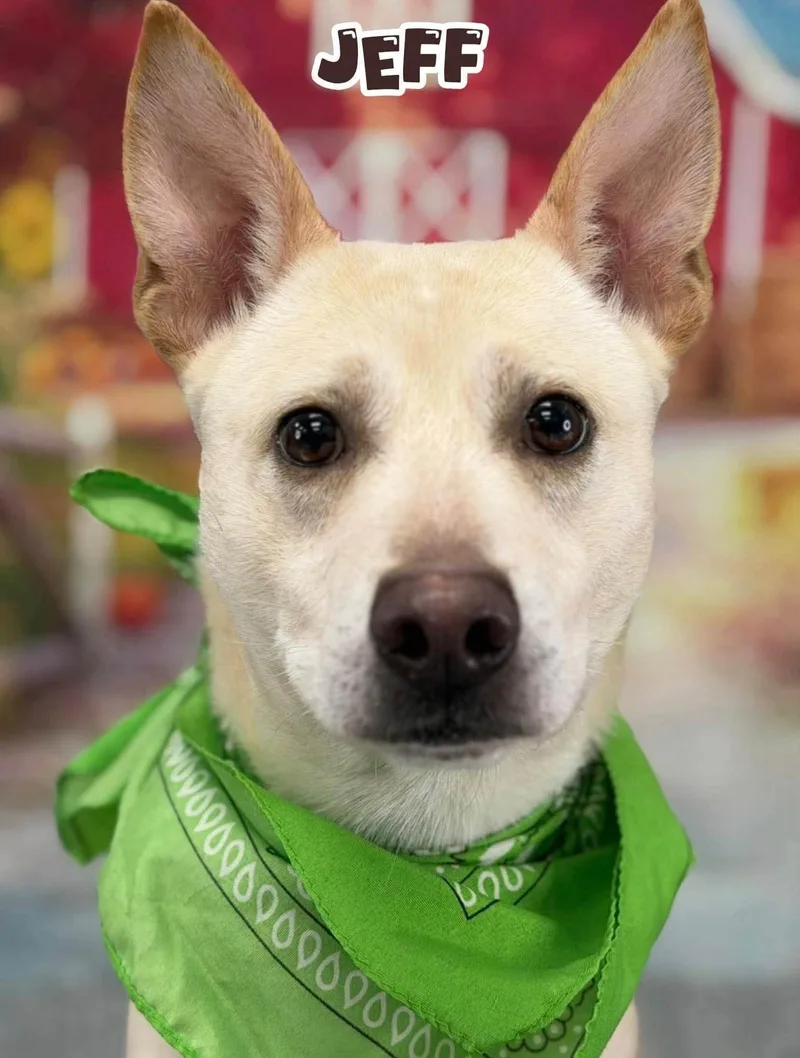 An adult medium-sized male Mixed Breed dog named Jeff for adoption in Flint, MI