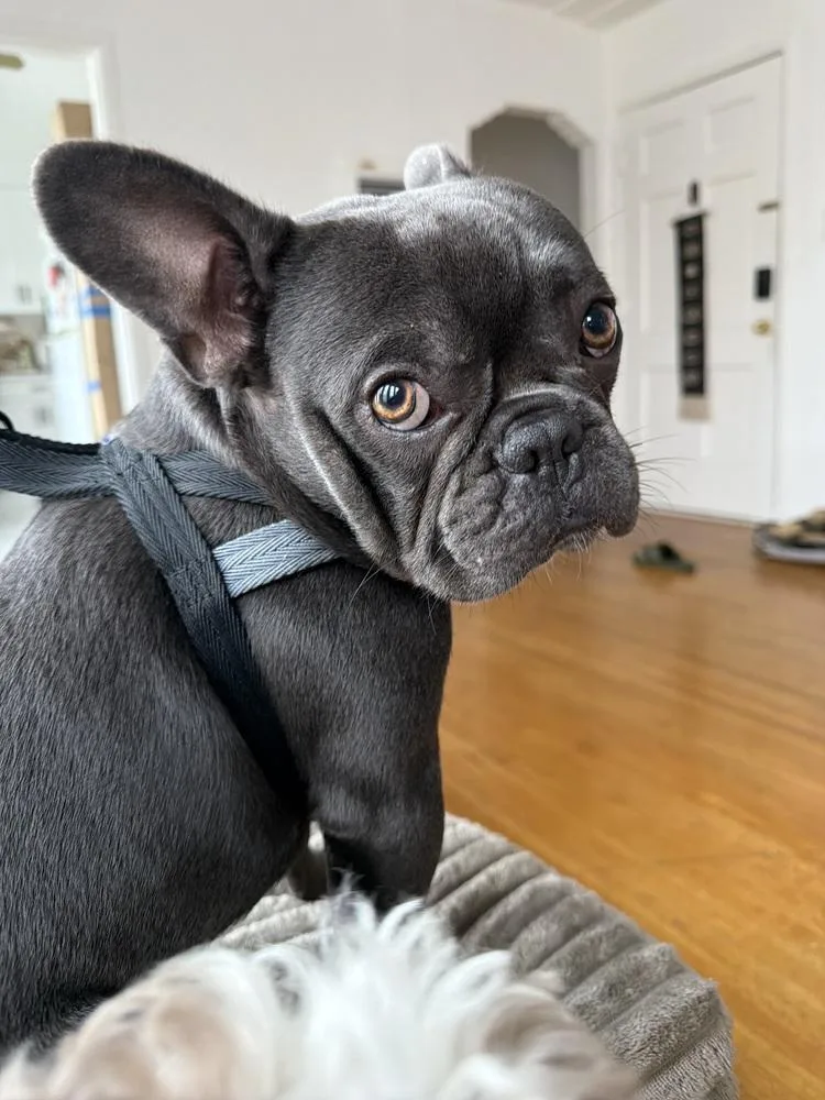 A young medium-sized male Gray / Blue / Silver French Bulldog dog named Arlo for adoption in los angeles, CA