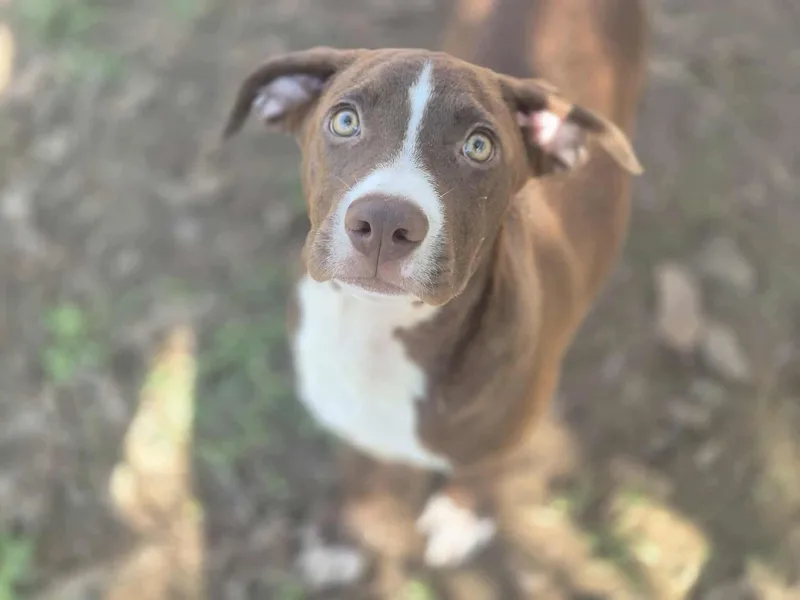 A baby large-sized male Brown / Chocolate Pit Bull Terrier dog named Arguss for adoption in Dover, AR