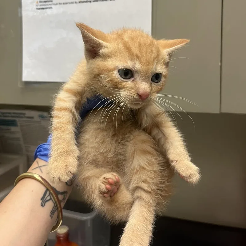 A baby small-sized male Orange / Red Domestic Short Hair cat named Straylloydroad for adoption in Columbus, GA