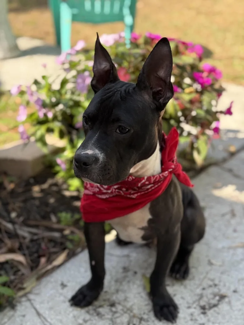 James Dean thumbnail 2