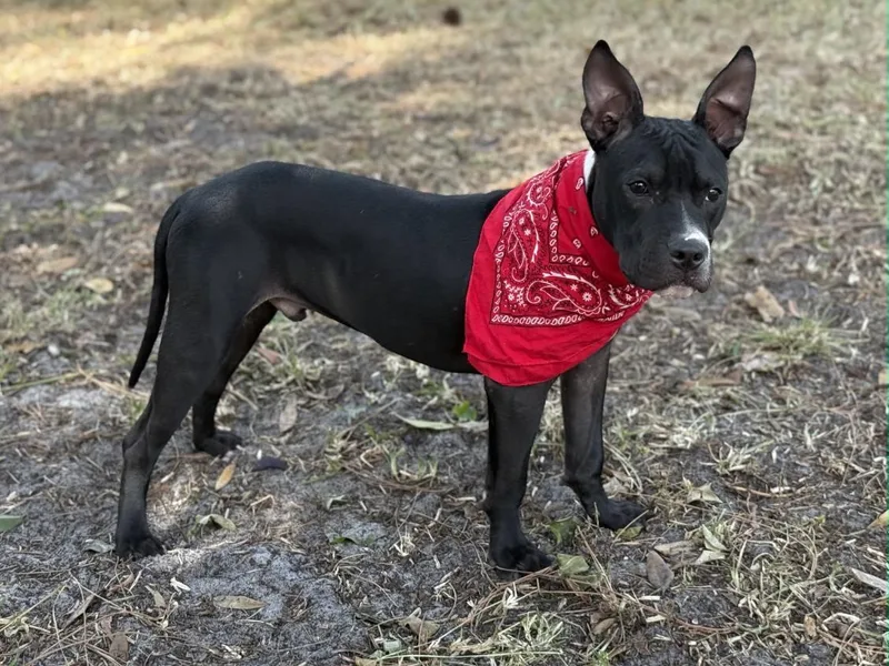 James Dean thumbnail 3