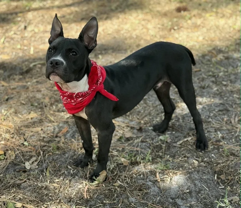 James Dean thumbnail 4