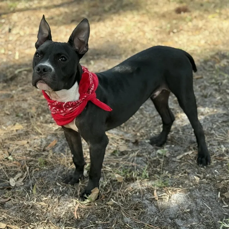 James Dean thumbnail 5