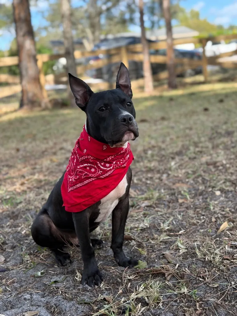 James Dean thumbnail 6