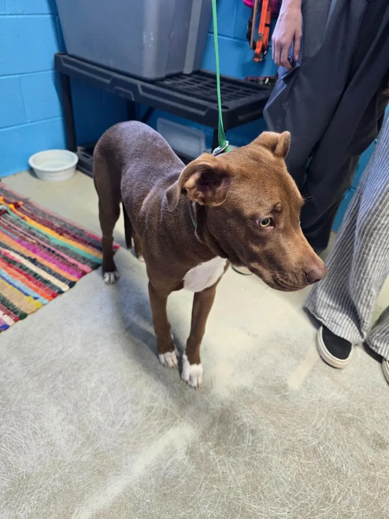 A baby medium-sized male Pit Bull Terrier dog named Bullet for adoption in Camden, TN